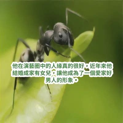 夢見紅螞蟻|夢境指南：螞蟻夢境解讀，象徵吉兆與挑戰 